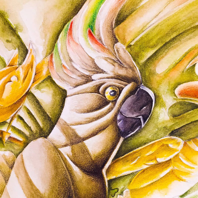 character design cacatua